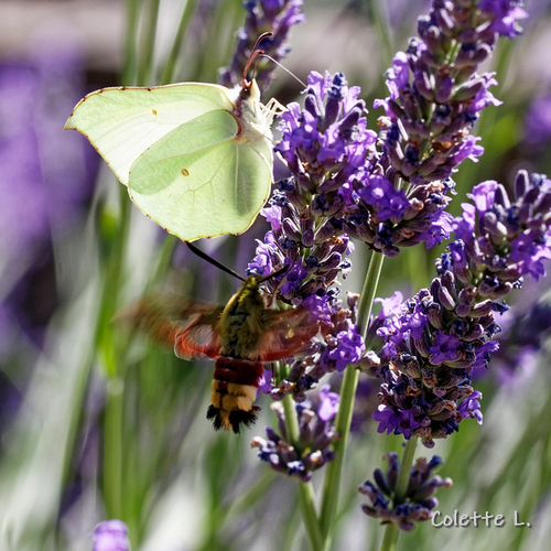 Rencontre au sommet