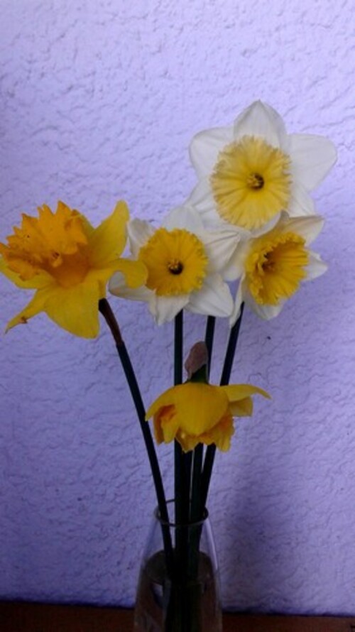 Les jonquilles