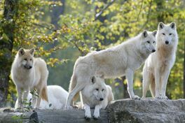 LE LOUP SENTIMENTAL semaine du 22 au 26 juin