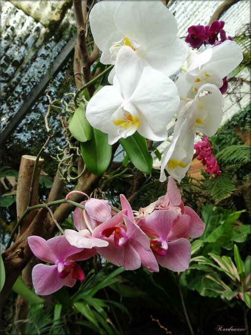 Photo d'orchidées de la serre exotique