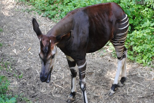 (44) L'okapi.