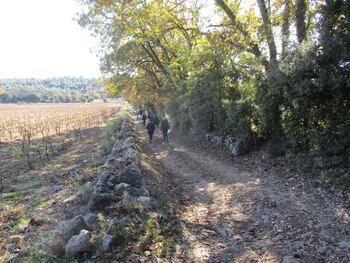 Un beau chemin traverse les vignes