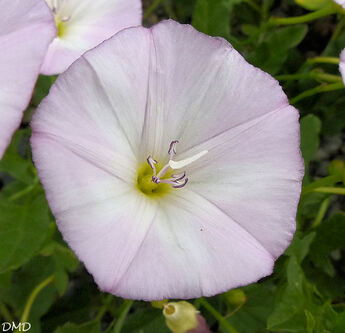 Convolvulus arvensis  -  liseron des champs