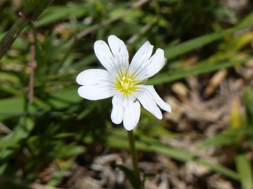 Fleurs de Lure