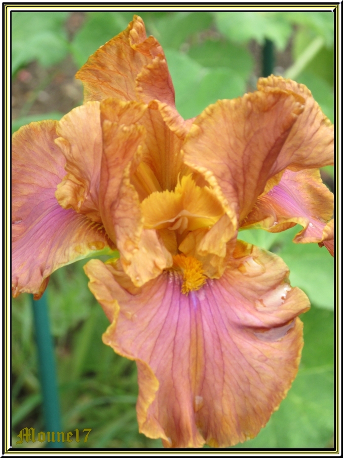 Les iris du jardin