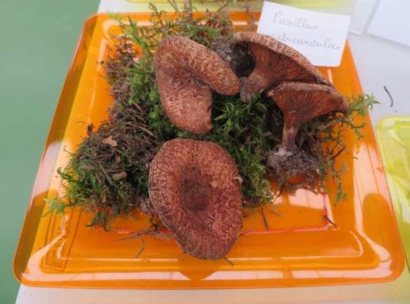 "Le Salon des Champignons de la Nature et de la Forêt" , organisé par la Société Mycologique du Châtillonnais salle Luc Schréder a été un plaisir pour les yeux !