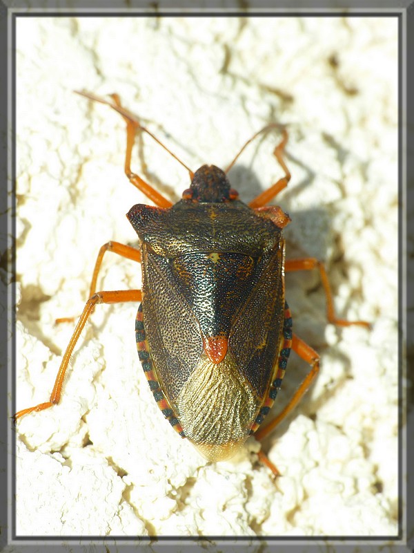 Punaise à pattes rouges - Pentatoma rufipes