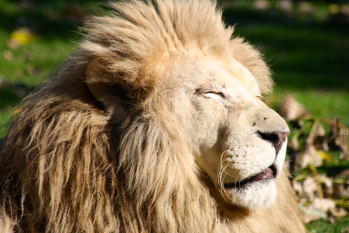 Lion