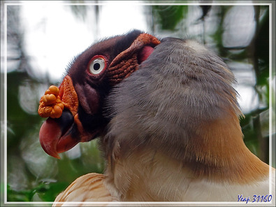 Sarcoramphe roi ou Vautour pape ou royal, King Vulture (Sarcoramphus papa) - Parque das Aves - Foz do Iguaçu - Brésil