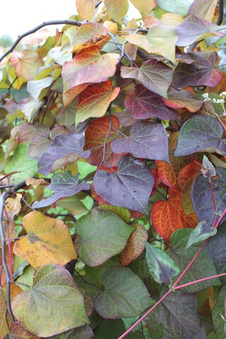 cercis canadensis 'Ruby falls'