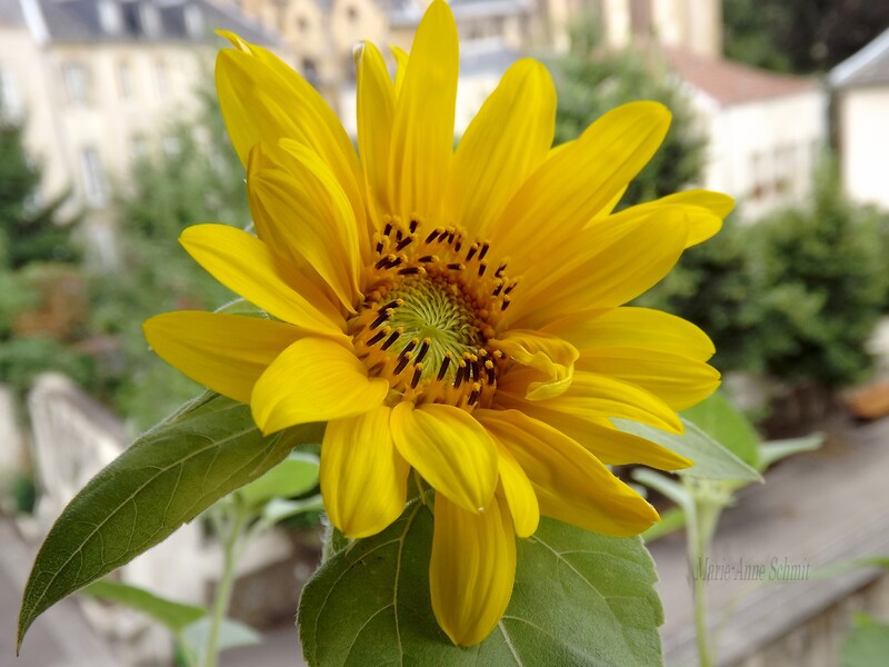 Des soleils en jardinières.