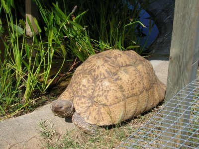 La vallée des tortues a Sorede!