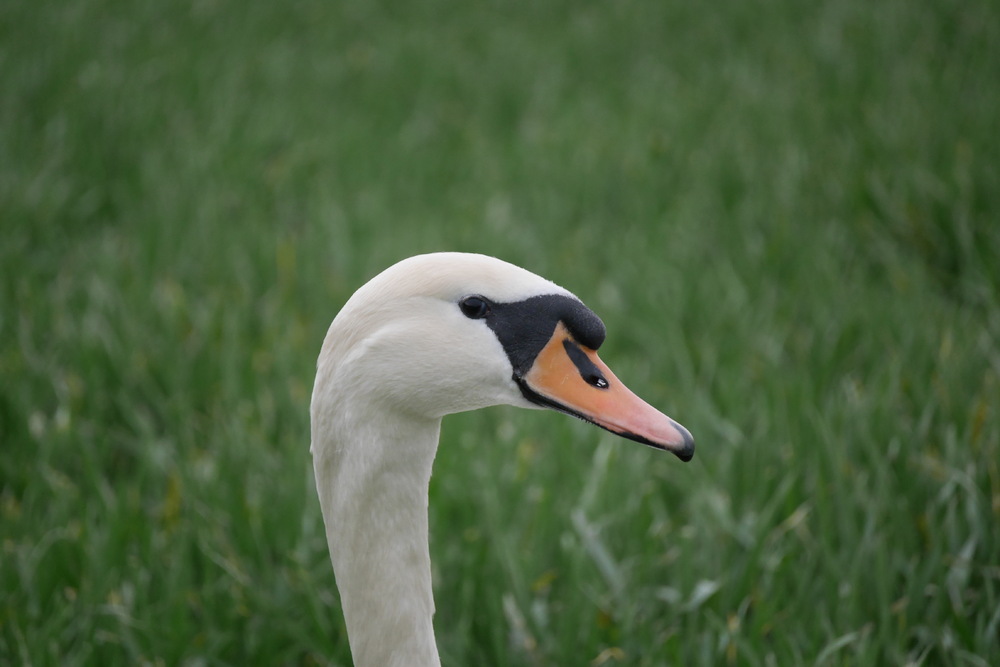 Cigognes et cormorans