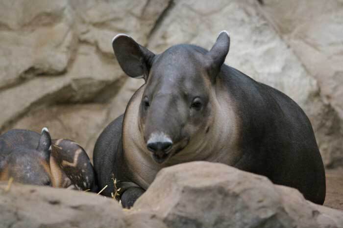 Femelle tapir et son petit