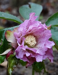 Février au jardin