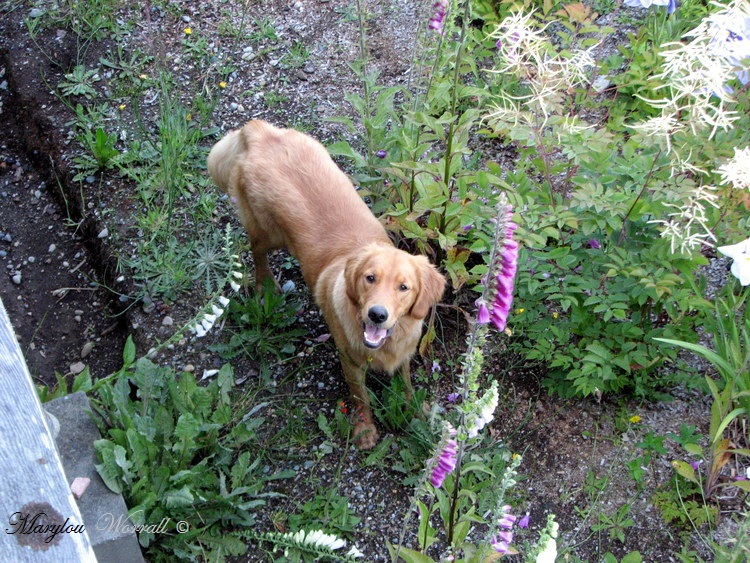 Nouvelles du Canada 114 : Les chiots