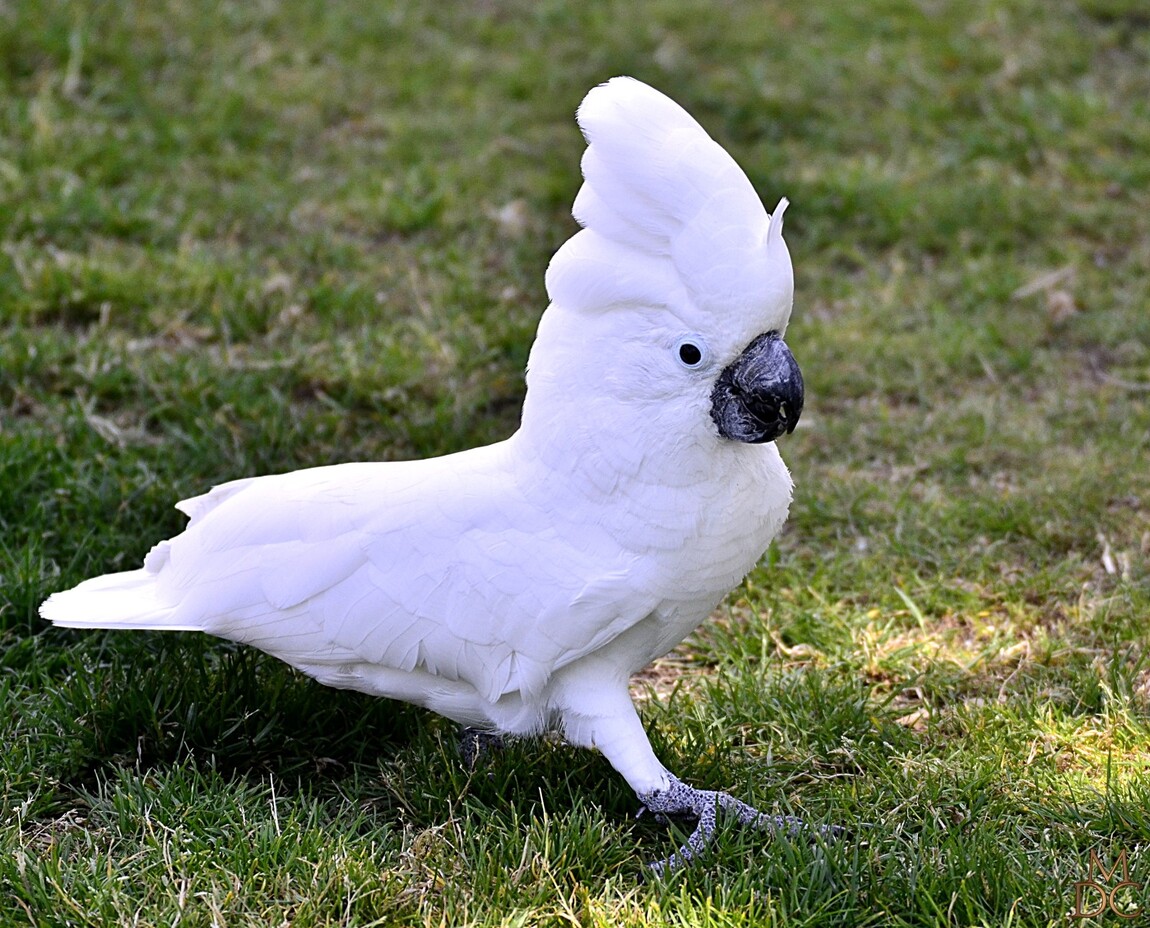 Cacatoes blanc