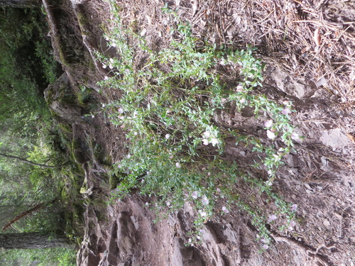 Fleurs roses