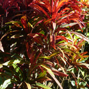 Massif de crotons à l'Anse Latouche - Photo : Edgar