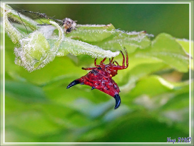 Araignée étoile épineuse rouge/orangé et jaune, Red/orange and yellow horned star spider (Gasteracantha thorelli) - Nosy Sakatia - Madagascar