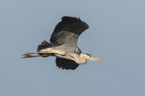 HERON CENDRE