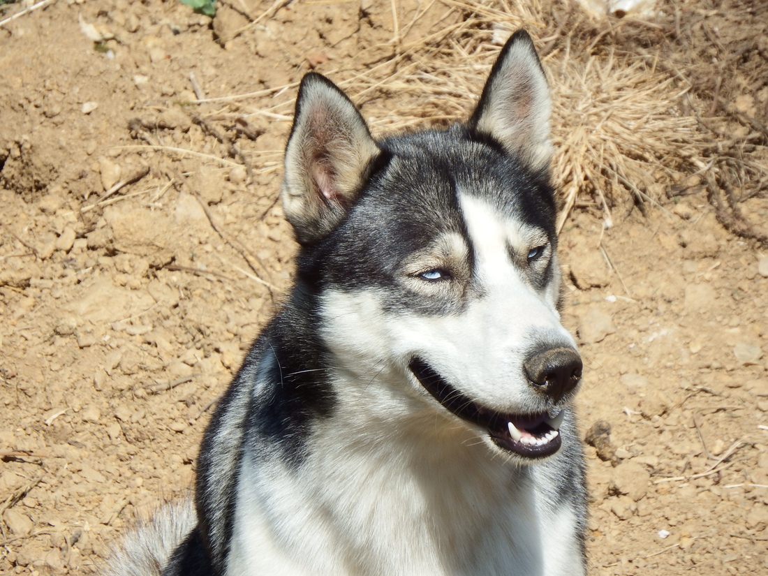 un beau chien des montagnes  , un Husky