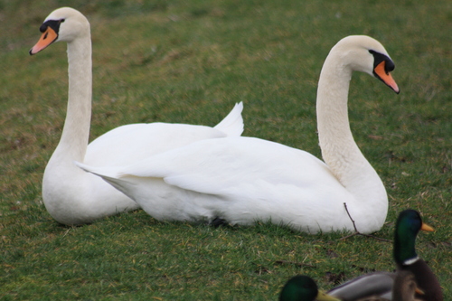 Les cygnes