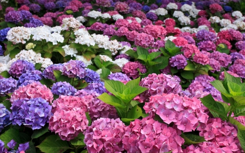 hortensias1.jpg