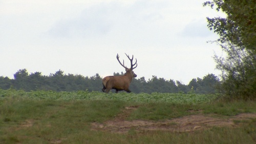 Photos extraites de videos : le brame du cerf