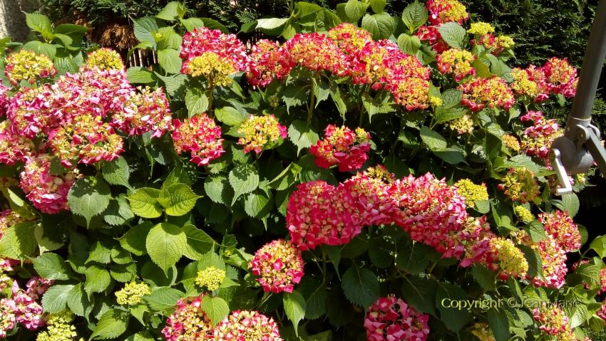 des plantes magnifiques dans mon jardin