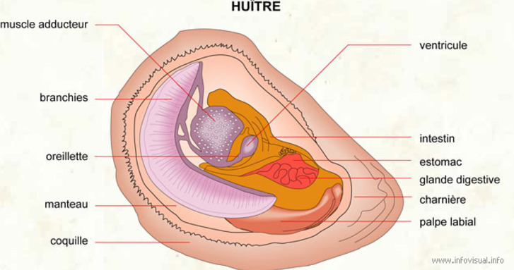 Anatomie de l'huître - Huîtres la cotentine