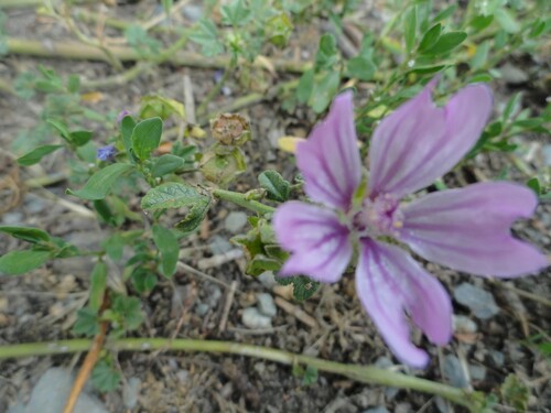 Fleurs mauves