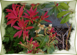 Pieris japonica "  Forest Flame "