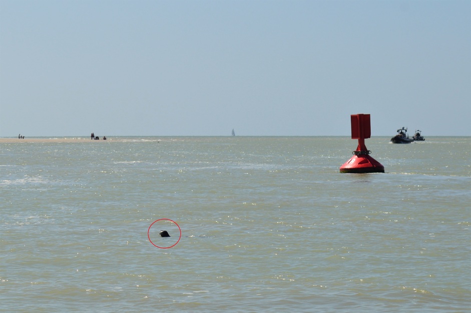 Mes vacances en Baie de Somme (8), pointe du Hourdel : phoques et blockhaus 