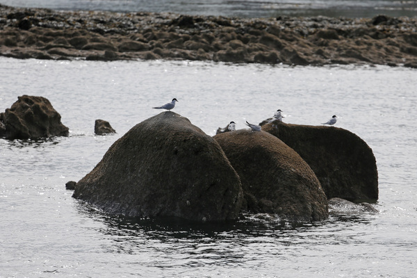 Croisière sur le Golfe du Morbihan