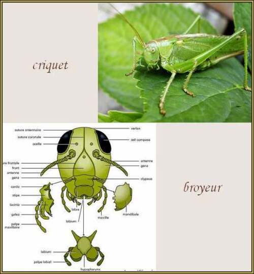 Le grand Almanach de France : LES INSECTES