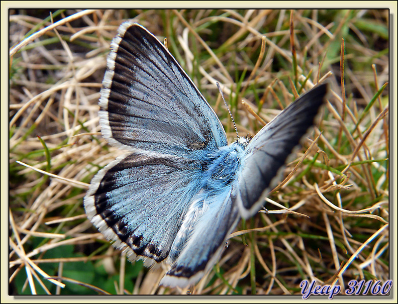 Papillon Azuré bleu-nacré mâle (Polyommatus coridon) - Cagire - Sengouagnet - 31