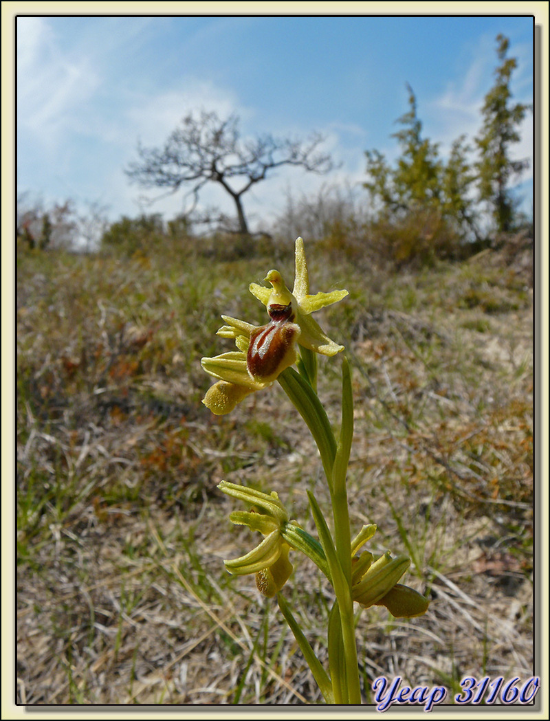 Balade "orchidées": Ophrys araignée (Ophrys aranifera) - Aulon - 31  (Flore)