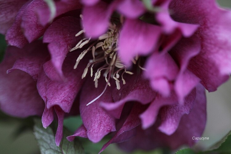 Couleurs de printemps au jardin