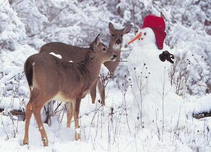 LA VEILLEE DE NOEL ET QUELQUES TRADITIONS LOCALES