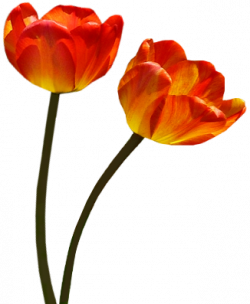 Tubes png tulipes