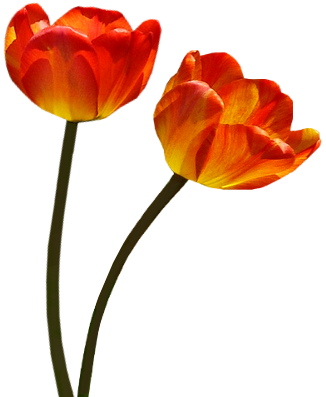 Tubes png tulipes