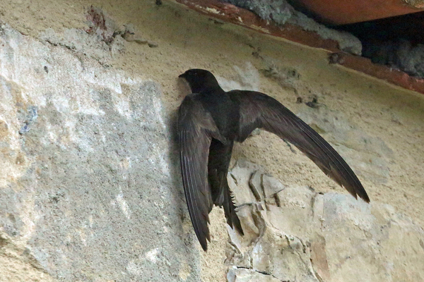 Les Martinets noirs de Figeac