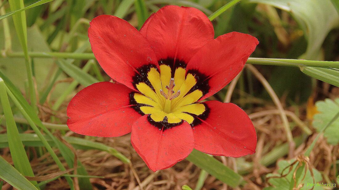 Nos fleurs du jardin