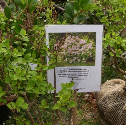 Journées des Plantes et Art du Jardin de Blandy-les-Tours 2023 : le coup de coeur des blogueurs pour la pépinière Cambium