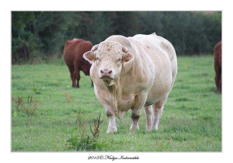 Vaches dans les Ardennes