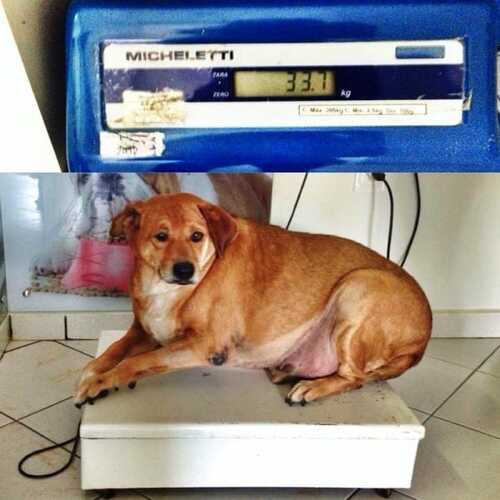 Ce chien abandonné et obèse était l’attraction d’une station-service jusqu’à ce qu’il trouve son sauveur !