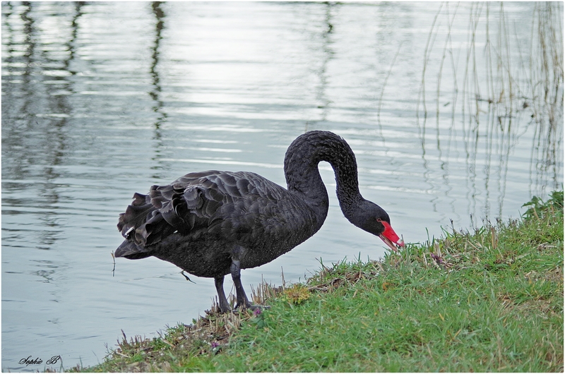 Les cygnes noirs .