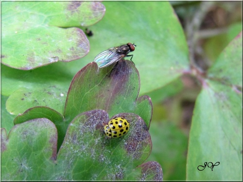 Coccinelles.