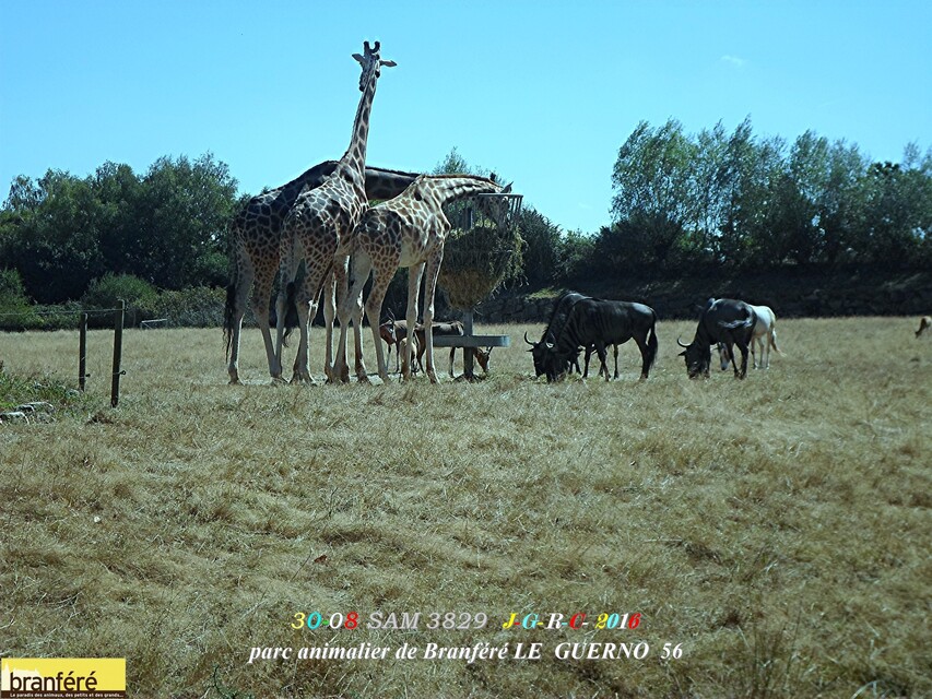 PARC ANIMALIER DE BRANFERE  56190  LE  GUERNO            D   01/04/2017